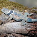 Central Cleft Lizard - Photo (c) Kevin Meza, some rights reserved (CC BY-NC), uploaded by Kevin Meza