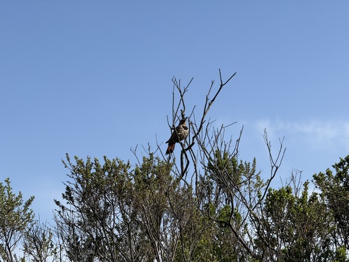 iNaturalist observation photo of Northern Flicker
