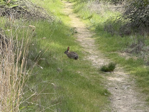 iNaturalist observation photo of Cottontail Rabbits