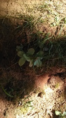 Hylotelephium caucasicum