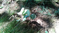 Hylotelephium caucasicum