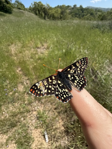 iNaturalist observation photo of Chalcedon Checkerspot