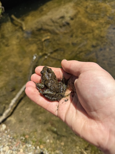 iNaturalist observation photo of American Bullfrog