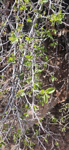 Image of Ceanothus fendleri by (c) Indio Brown, some rights reserved (CC BY)
