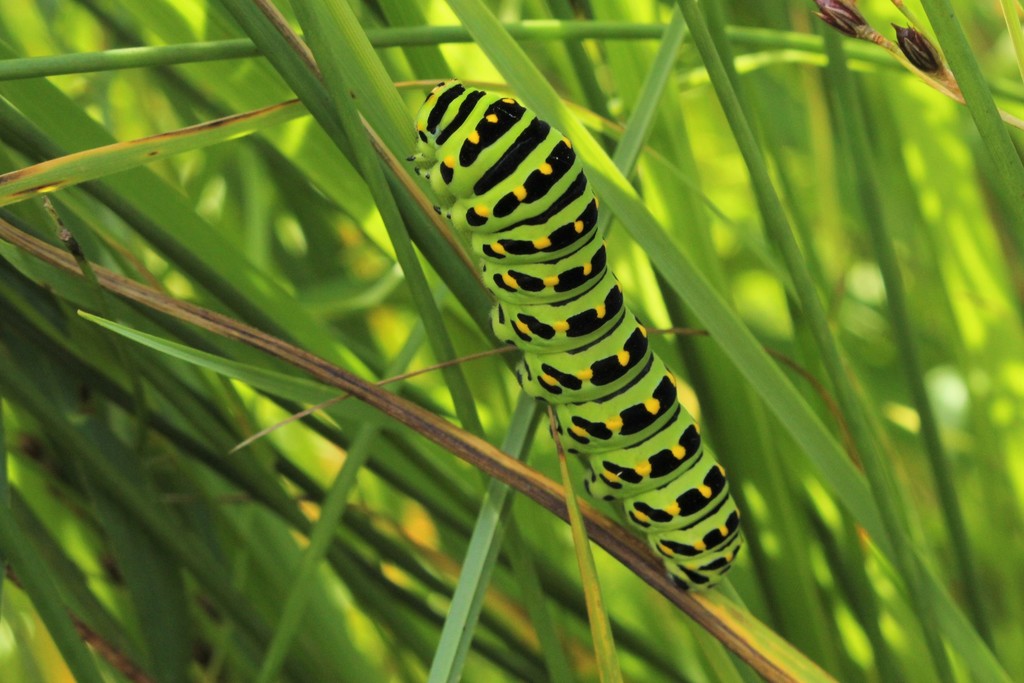 Hudsonian Old World Swallowtail