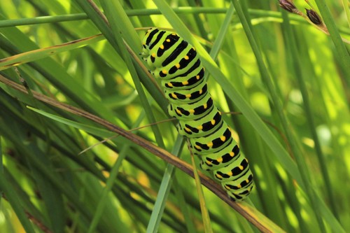 Hudsonian Old World Swallowtail