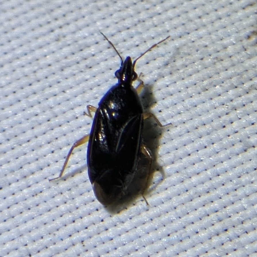 Eurychilopterella brunneata
