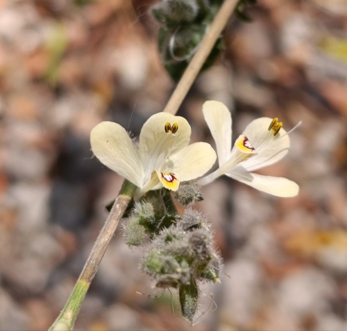 Island renegade (Henrya insularis)