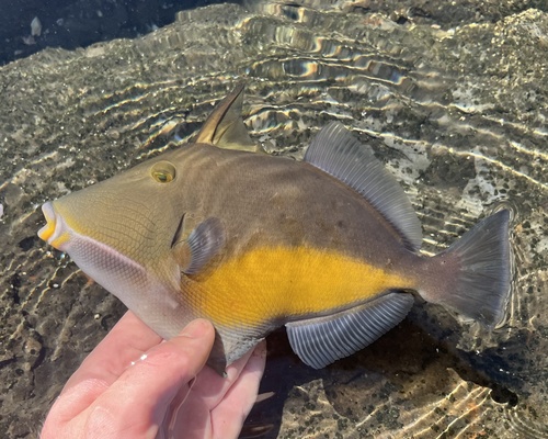 Orangeside triggerfish (Sufflamen verres) — Balistidae — 2