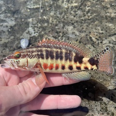 Barred Serrano photo 4