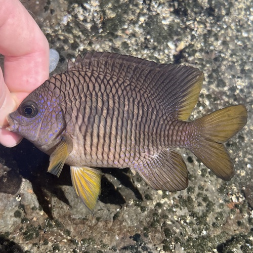 Photo of Beaubrummel damselfish (Stegastes flavilatus)