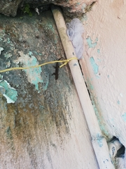 Gonatodes albogularis