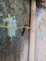 Gonatodes albogularis