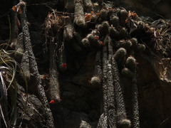Cochemiea thomasii