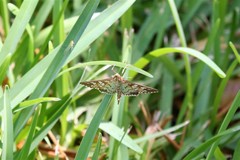 Nomophilini