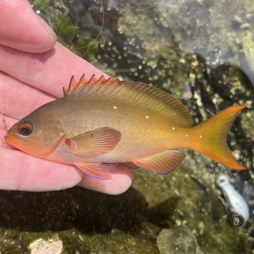Pacific Creolefish