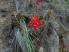Penstemon isophyllus