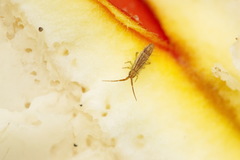 Orchesella flavescens