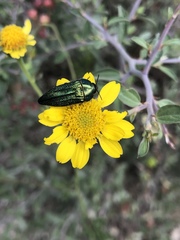 Acmaeodera resplendens