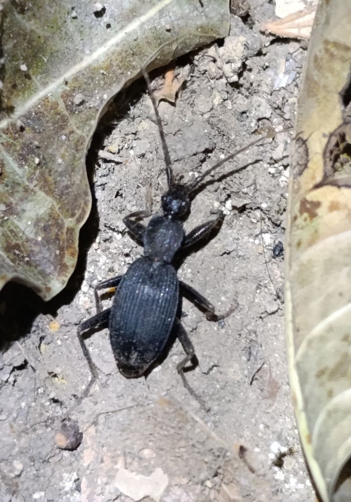 Galerita aequinoctialis