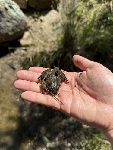 iNaturalist observation photo of American Bullfrog