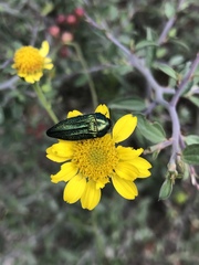 Acmaeodera resplendens