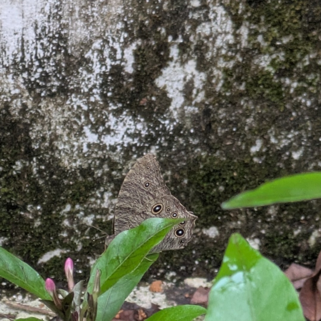Common Evening Brown