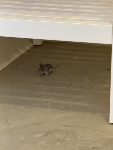 iNaturalist observation photo of North American Deer Mice