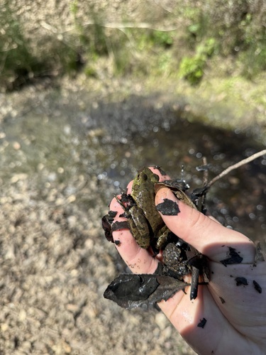 iNaturalist observation photo of American Bullfrog