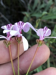Pelargonium laevigatum laevigatum