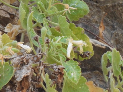 Image of Eucnide cordata by no rights reserved