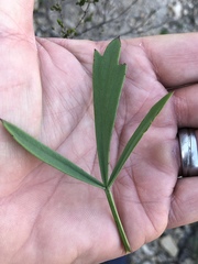 Pelargonium laevigatum laevigatum