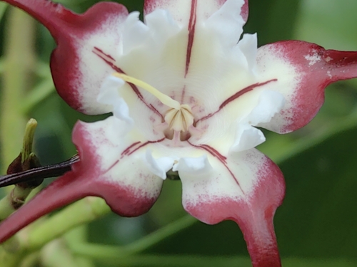 Strophanthus caudatus observed 2025-04-06