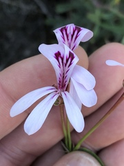 Pelargonium laevigatum laevigatum