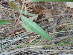 Penstemon isophyllus