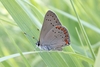 Coral Hairstreak - Photo (c) ebrunquist, some rights reserved (CC BY-NC)