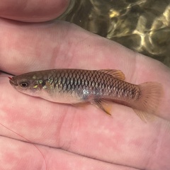 Olomina Toothcarp photo 2