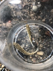 Fundulus heteroclitus