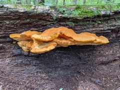 Aurantiporus croceus