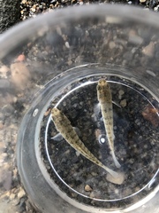 Fundulus heteroclitus