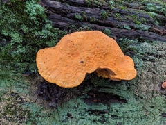 Aurantiporus croceus