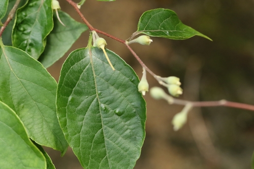 Styrax odoratissimus