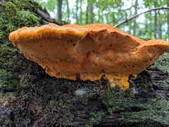 Aurantiporus croceus