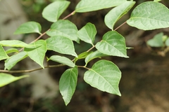 Styrax odoratissimus, photograph author not stated, no rights reserved