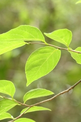 Styrax odoratissimus, photograph author not stated, no rights reserved