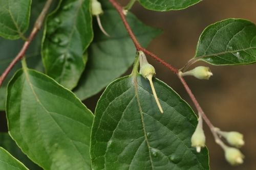 Styrax odoratissimus, photograph 1