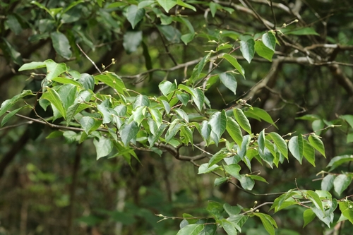 Styrax odoratissimus, photograph 4