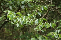 Styrax odoratissimus, photograph author not stated, no rights reserved