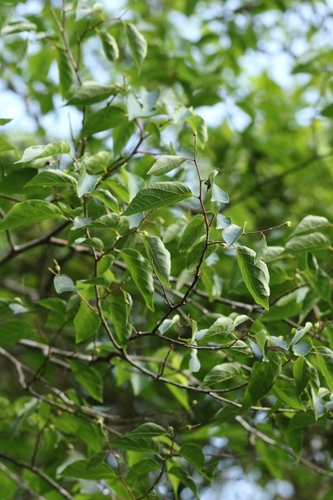 Styrax odoratissimus, photograph 5