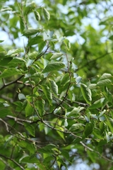 Styrax odoratissimus, photograph author not stated, no rights reserved